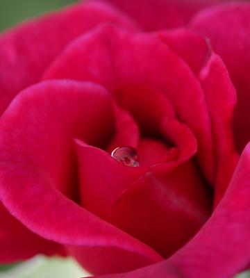 ​雫のいろどり 〜Rose& Dew〜アイコン